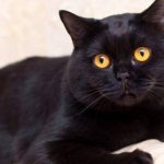How to care for a black British cat
