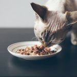 Как выбрать гипоаллергенный корм для кошки
