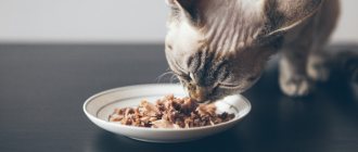 Как выбрать гипоаллергенный корм для кошки