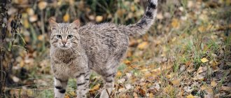What does a Caucasian forest cat look like?