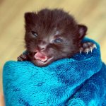 How to leave newborn kittens without a cat: what to feed and how often, what care is required, at what age to introduce complementary foods