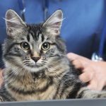 Кастрация поможет значительно облегчить жизнь коту