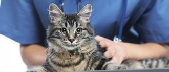 Neutering will make your cat&#39;s life much easier.