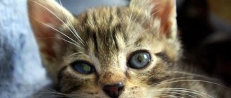 keratitis in a kitten