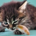 Когда начинать подкармливать котят: как вводить, рацион, чем нельзя кормить, возраст для первого прикорма