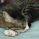 Колпачки на когти кошкам: отзывы владельцев, мнения ветеринаров, назначение и описание с фото
