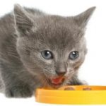 Bozita food for cats