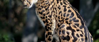 Королевский гепард: фото