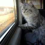 кошка едет поездом