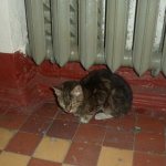 The cat warms itself under the radiator