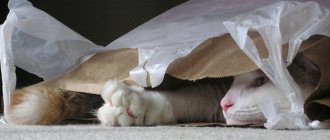 Кошка и пакет