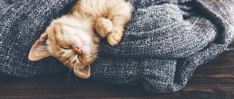 Кошка мяукает и прячется под одеяло