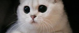 cat with big pupils