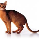 Кошки, гомозиготные по мутации «абиссинский тэбби», имеют однородную окраску. Этот гордый красавец – самый дипломированный в мире абиссинский кот из питомника Des Cavalier (Москва). Владельцы: И. Кудрявцева и В. Каланча