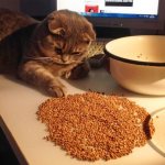cat and buckwheat