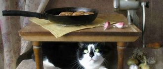 Cat and cutlet