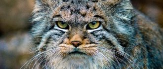 Is a manul cat at home a dangerous animal or a pet?