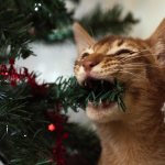 The cat ate the tinsel: what to do? - Animal Health Voronezh 