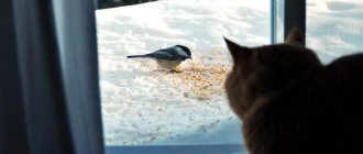 the cat looks at the bird