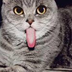 Кот высунул язык