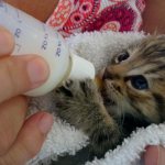 Kitten drinks milk
