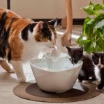 Коты пьют воду