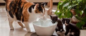 Cats drink water