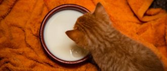Котятам молоко не полезно