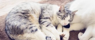 Is cryptorchidism a disease in cats?