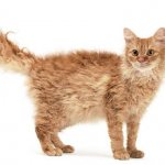 Лаперм-кошка-Описание-особенности-виды-характер-уход-и-цена-породы-лаперм-1