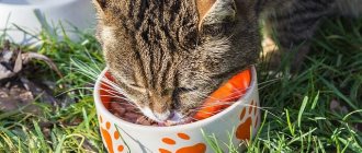 Treating vomiting in cats at home
