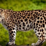 leopard - photo and description