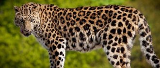 leopard - photo and description
