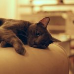 leptospirosis in cats