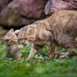 Лесной кот название. Среднеевропейская лесная кошка