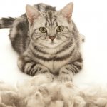 Shedding in a cat is a natural process. How to properly comb a cat? 