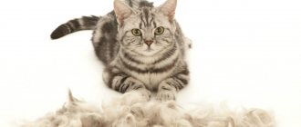 Линька у кошки - естественный процесс. А как правильно вычёсывать кошку?