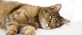 метастоп цитостат для кошек