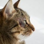 Милиарный дерматит у кошек: причины, симптомы и уход