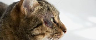 Милиарный дерматит у кошек: причины, симптомы и уход