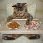 Is it possible to feed dry food and natural food at the same time?