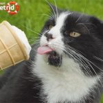 Можно ли кошкам давать мороженое? - ZdavNews