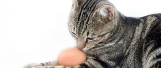 Можно ли котам давать яйца читайте статью