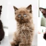 Pictured are kittens of the Chantilly Tiffany breed