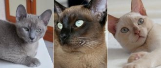 На фото Тонкинская кошка (Тонкинез) популярных окрасов