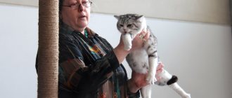 Наука о кошках: как называется научная дисциплина, изучающая представителей семейства кошачьих?