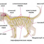 Nervous system of a cat
