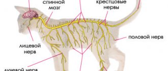 Нервная система кошки
