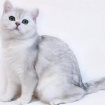 Окрасы британских кошек и их различия