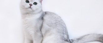 Окрасы британских кошек и их различия